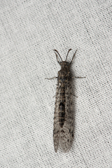 Protoplectrini