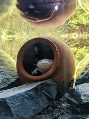 Ambystoma mexicanum