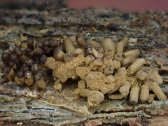 Arcyria cinerea