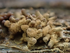 Arcyria cinerea
