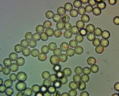 Arcyria cinerea