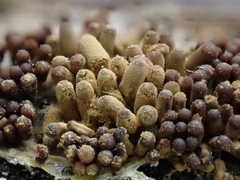 Arcyria cinerea