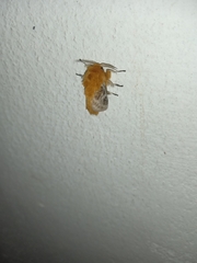 Megalopyge vulpina