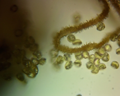 Arcyria cinerea