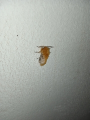 Megalopyge vulpina