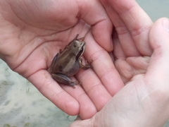 Litoria ewingii