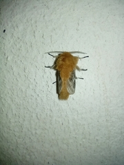 Megalopyge vulpina