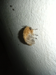 Megalopyge vulpina