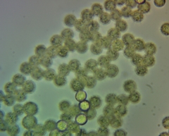 Arcyria cinerea
