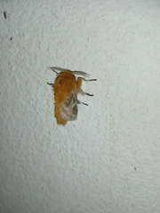 Megalopyge vulpina