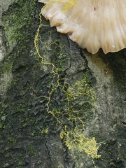Physarum polycephalum