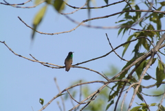 Saucerottia beryllina