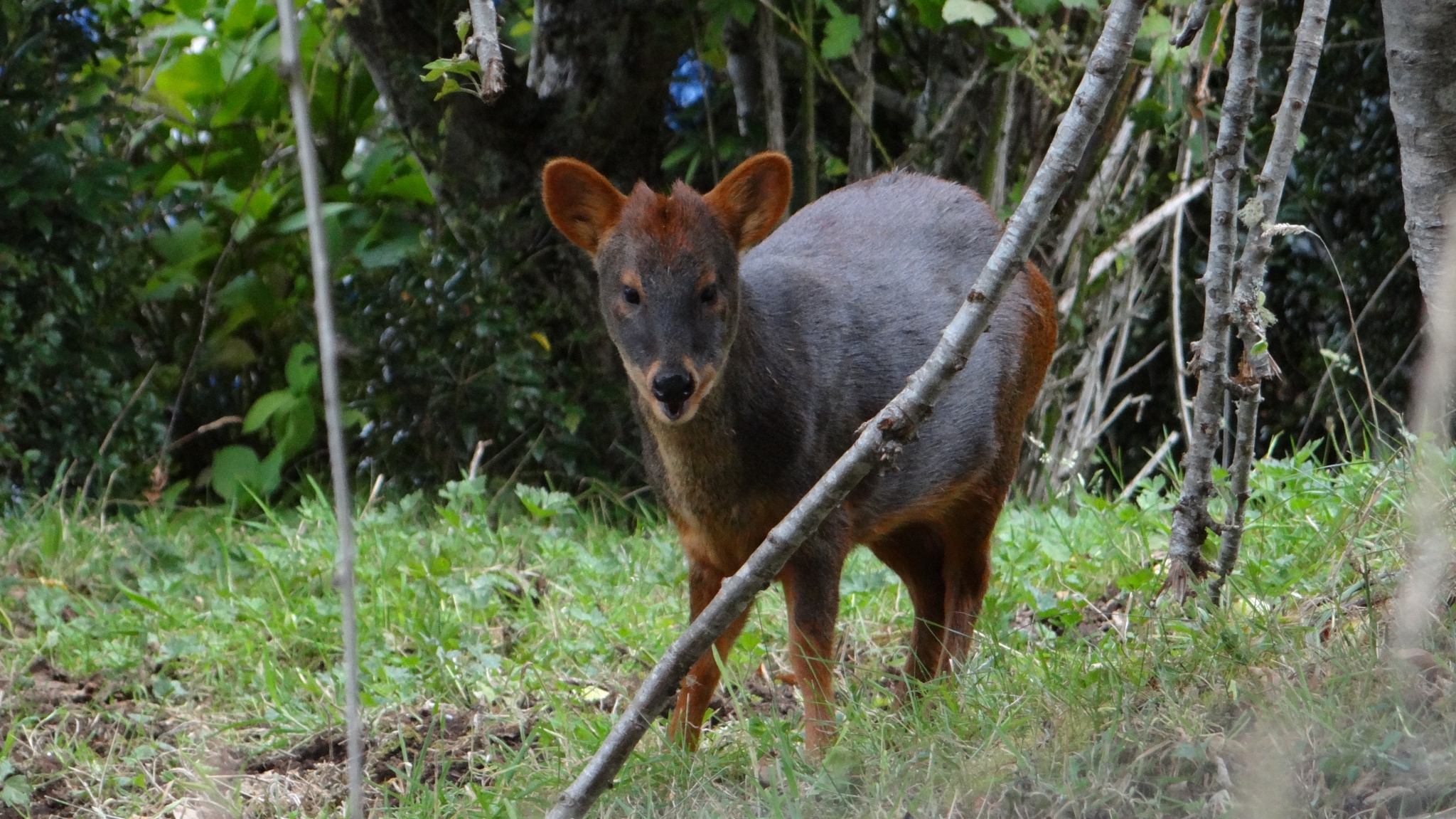 Pudu Gray, 1852