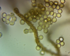 Arcyria cinerea