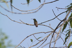Saucerottia beryllina