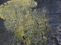 Physarum polycephalum