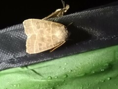 Ipimorpha pleonectusa