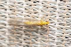 Calochrysa extranea