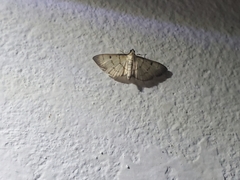Eulepte