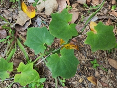 Thunbergia grandiflora