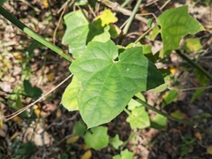 Thunbergia grandiflora