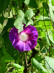 Ipomoea orizabensis orizabensis