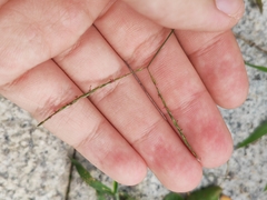 Digitaria radicosa
