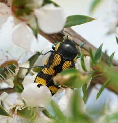 Castiarina adelaidae