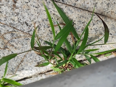 Digitaria radicosa