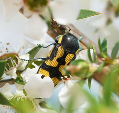 Castiarina adelaidae
