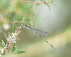 Austrolestes leda