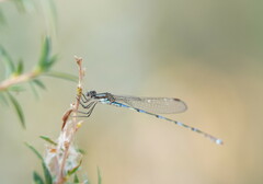 Austrolestes leda