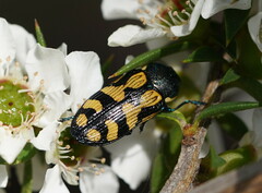 Castiarina adelaidae