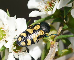Castiarina adelaidae