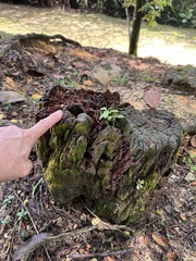 Tubifera microsperma