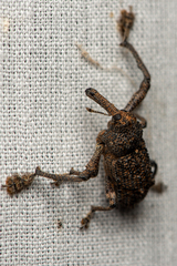 Orthorhinus
