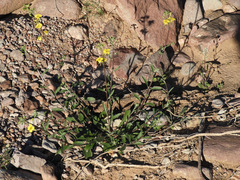 Physaria tenella