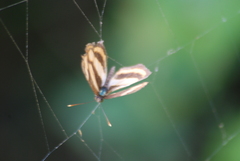 Pantoporia