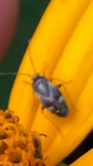 Plagiognathus obscurus