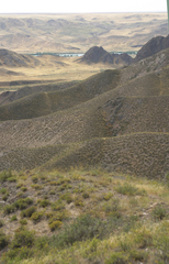 Caragana balchaschensis