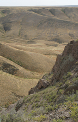 Caragana balchaschensis