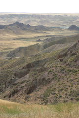Caragana balchaschensis
