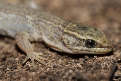 Xantusia vigilis