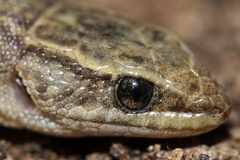 Xantusia vigilis