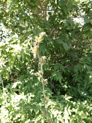 Cichorium intybus