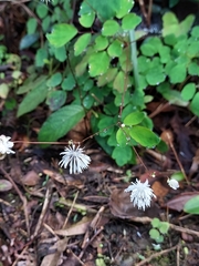 Thalictrum urbainii
