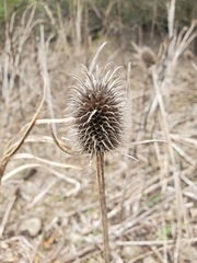 Dipsacus sativus