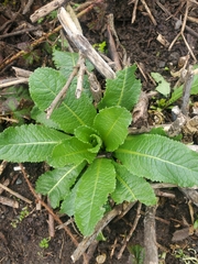 Dipsacus sativus