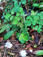 Thalictrum urbainii