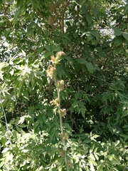 Cichorium intybus